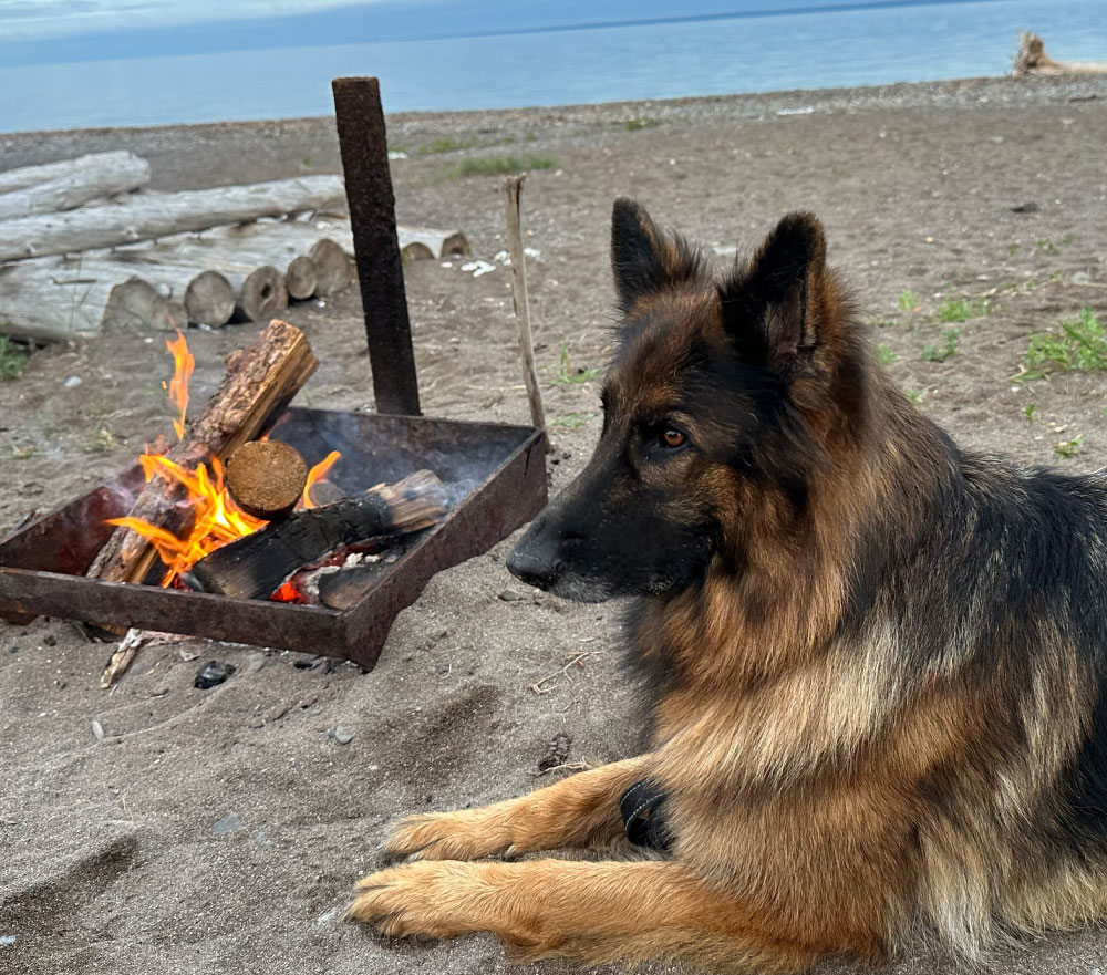 éducation canine Rive-Sud