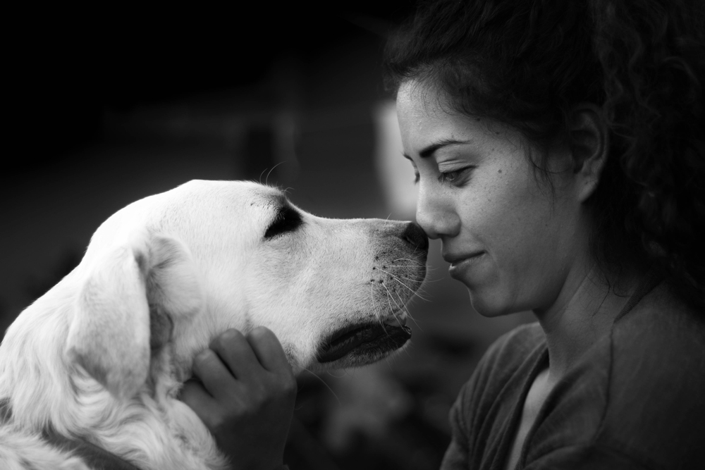 relation-humain-chien-comprehension-comportement relation humain chien compréhension comportement
